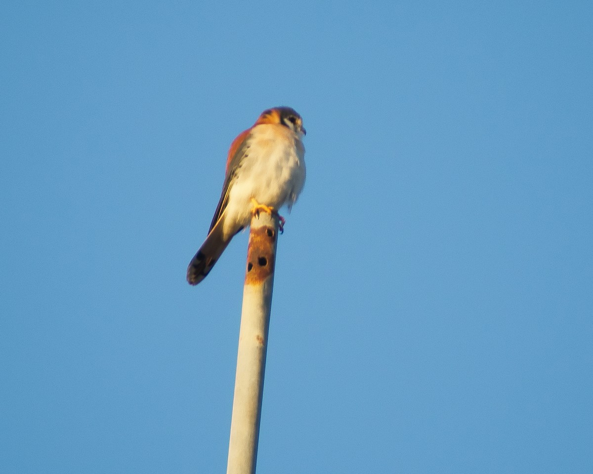 בז אמריקני - ML647612698