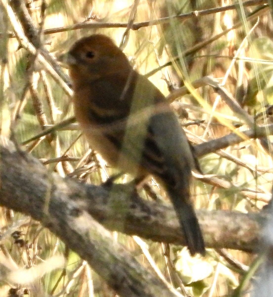 Лазурный колорин - ML647612717