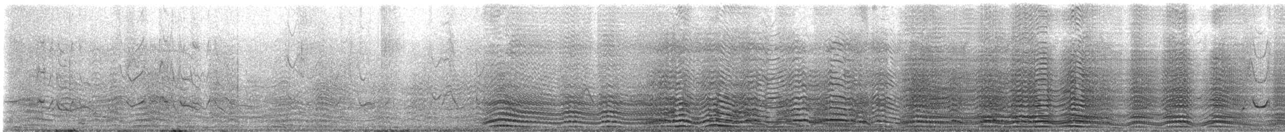 tučňák patagonský - ML647612718