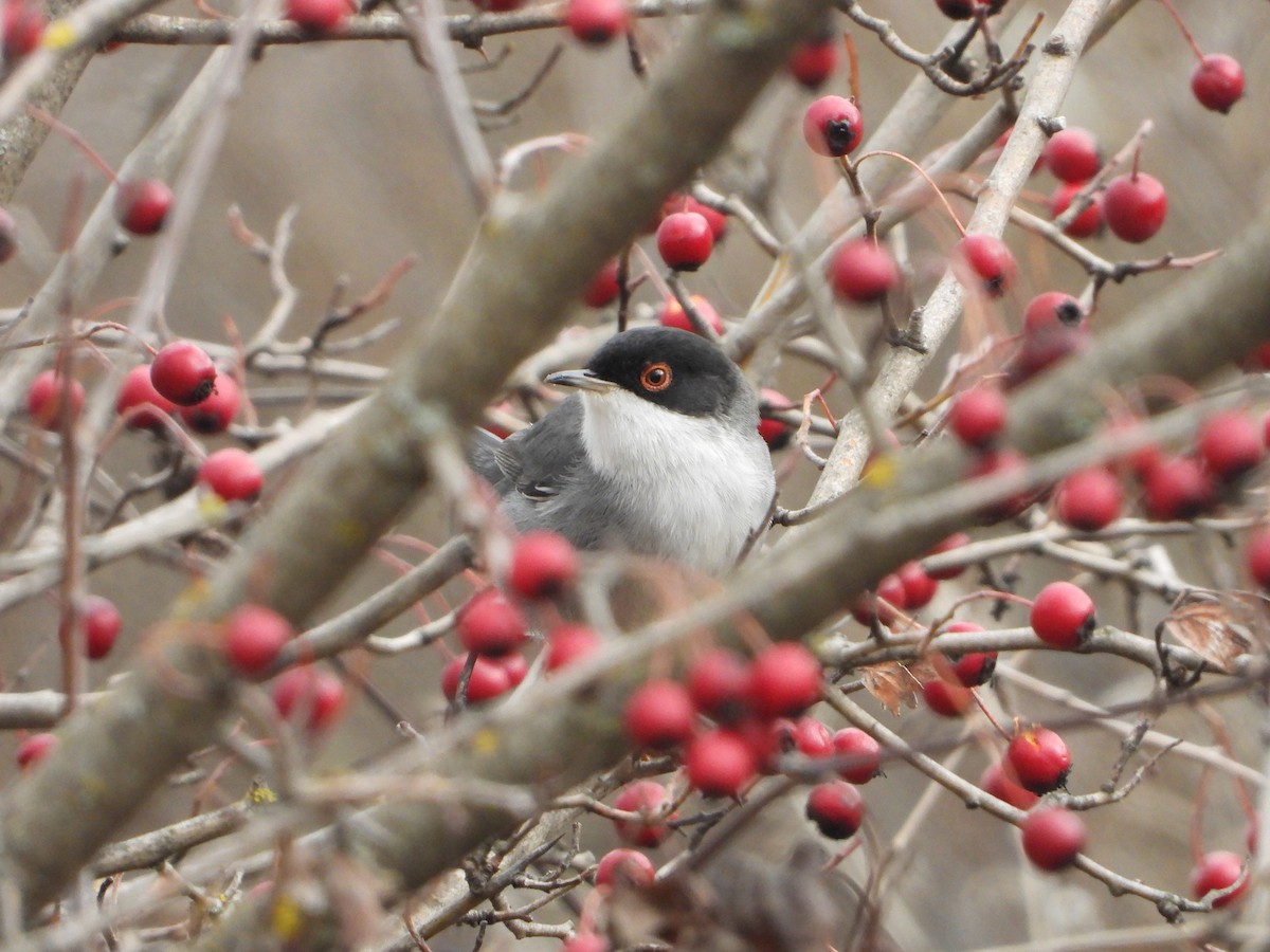 Sardinian Warbler - ML647612721