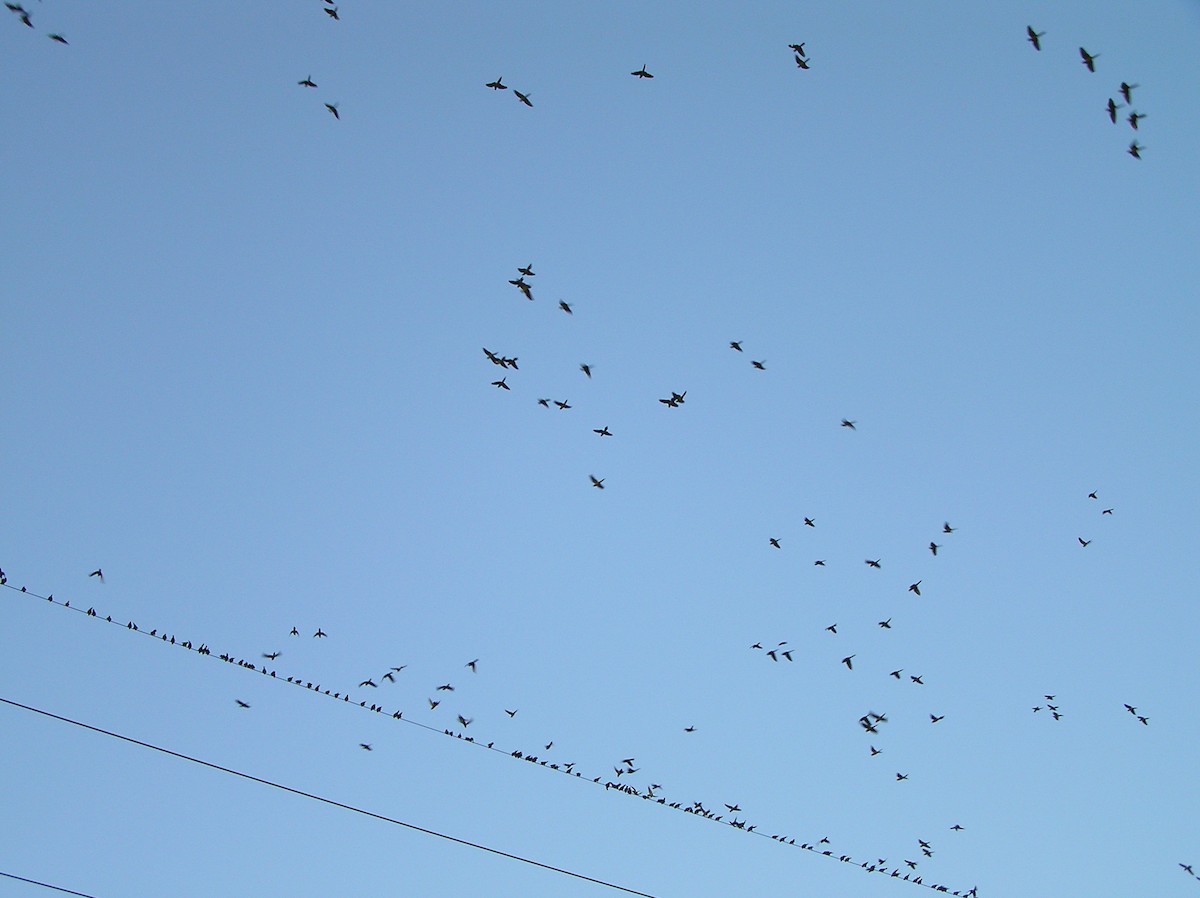 Green Parakeet - ML647612740