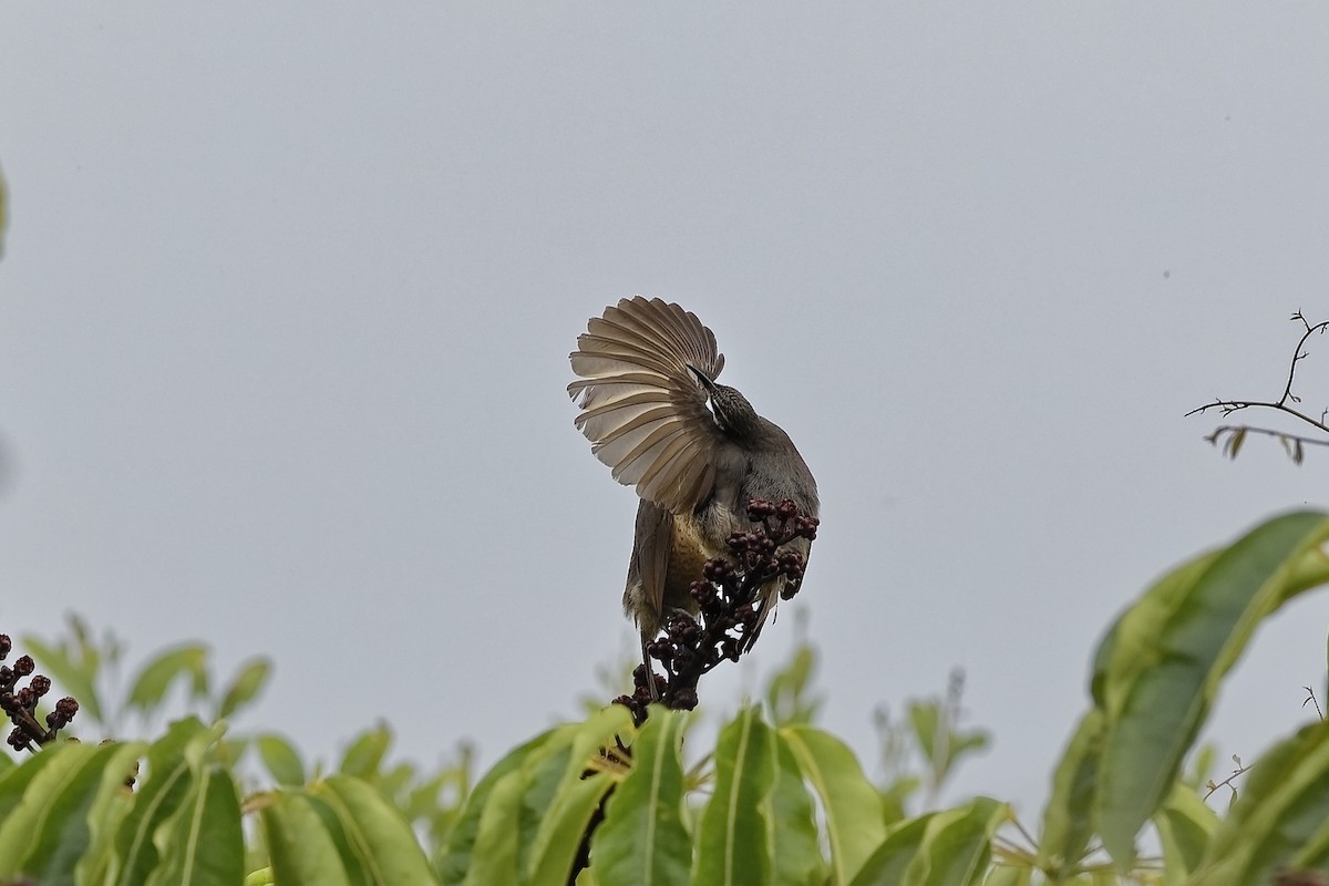 Victoria's Riflebird - ML647612742