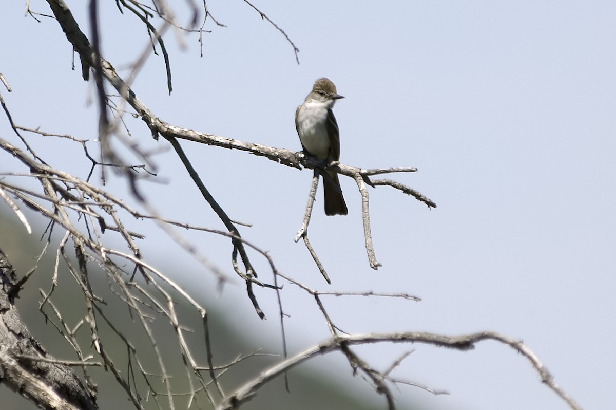 Ash-throated Flycatcher - ML647612743