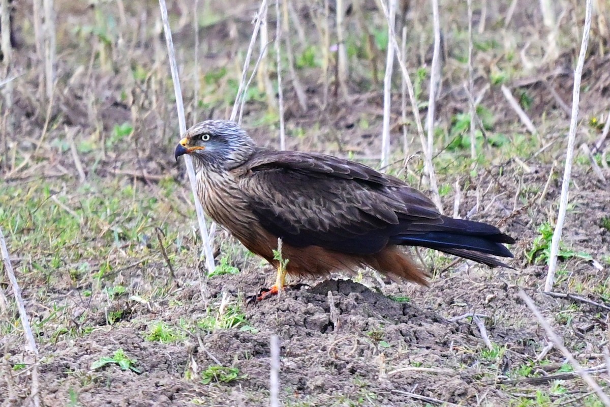 דיה שחורה (מערבית) - ML647612744