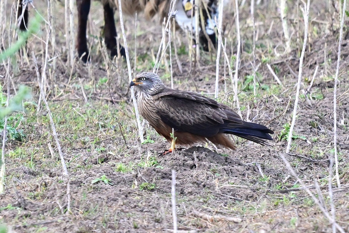 דיה שחורה (מערבית) - ML647612745