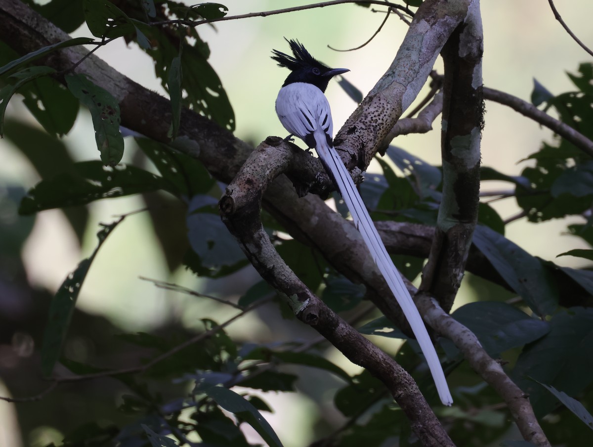 Indian Paradise-Flycatcher - ML647612746
