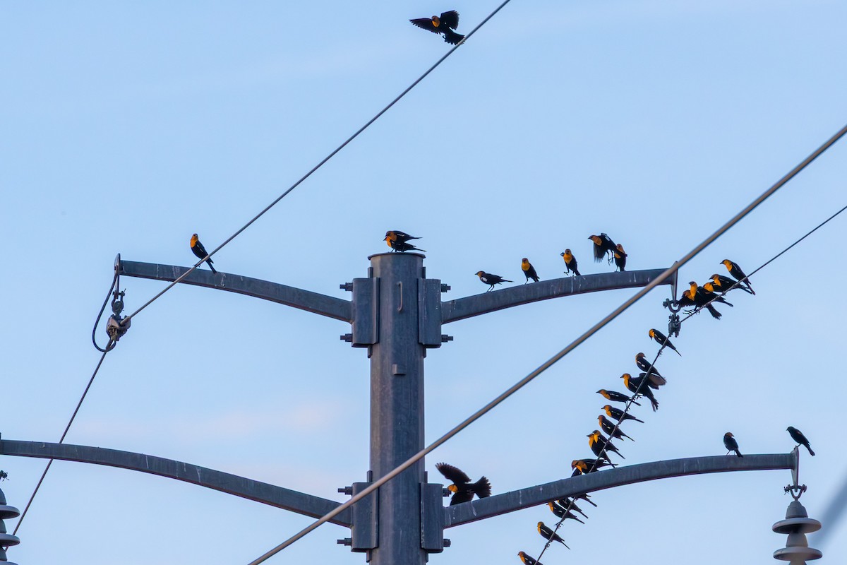 שחרורית צהובת-ראש - ML647612747
