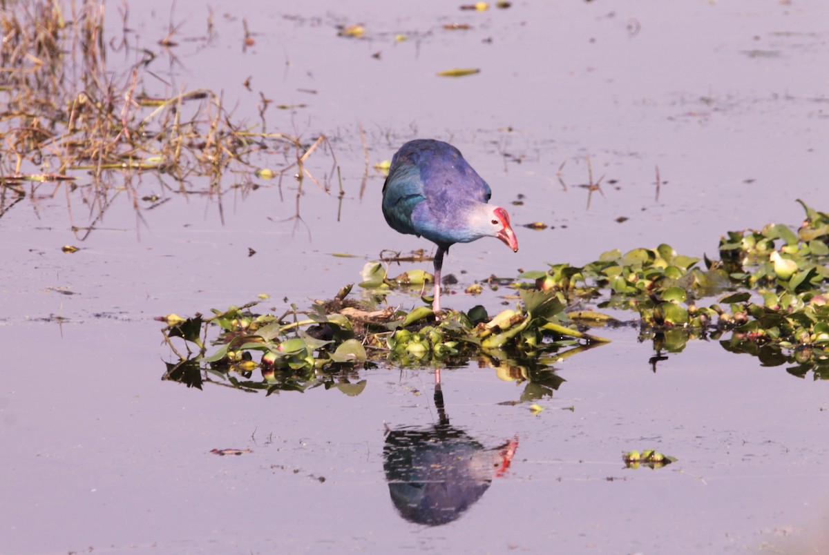 פורפיריה אפורת-ראש - ML647612749