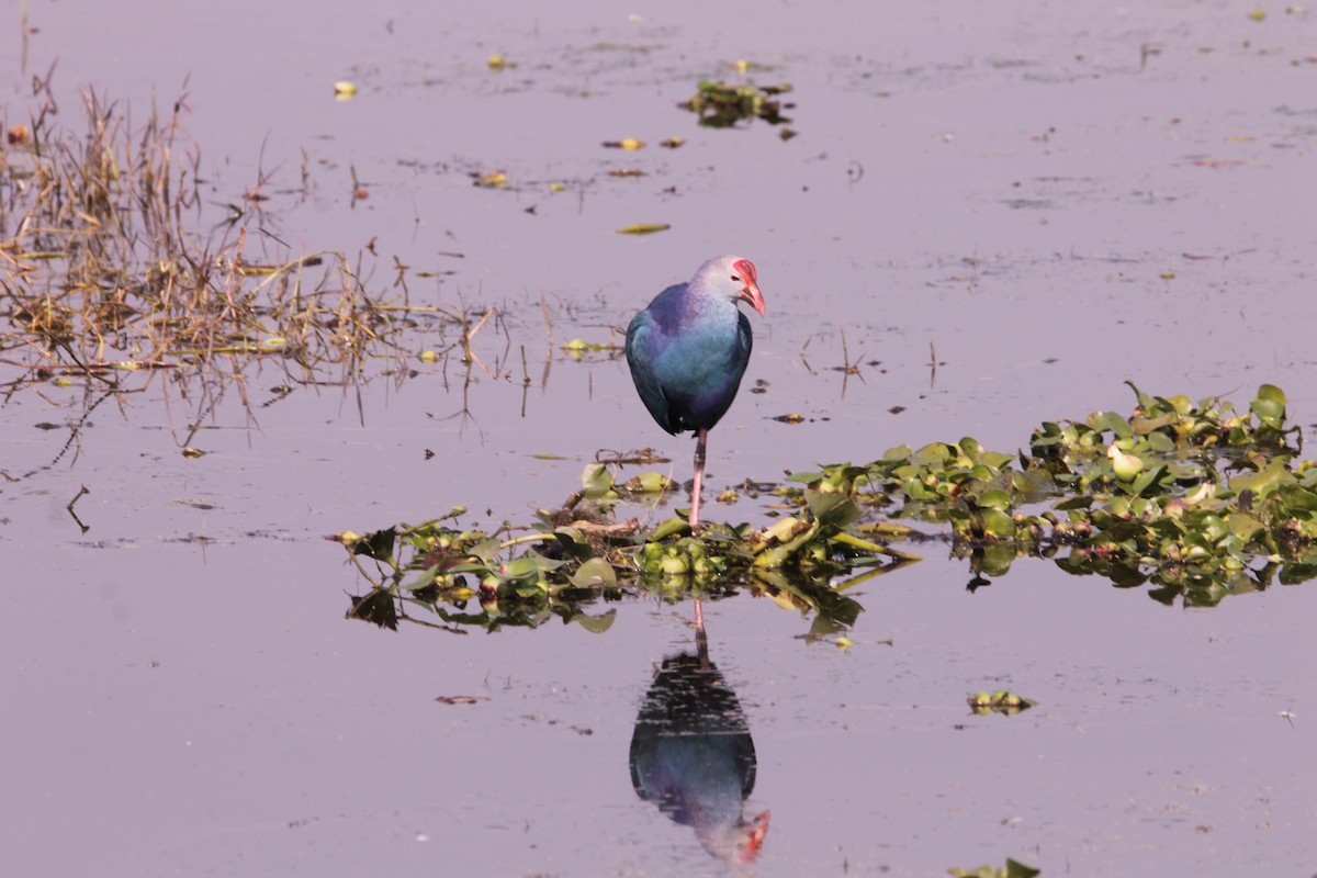 פורפיריה אפורת-ראש - ML647612750