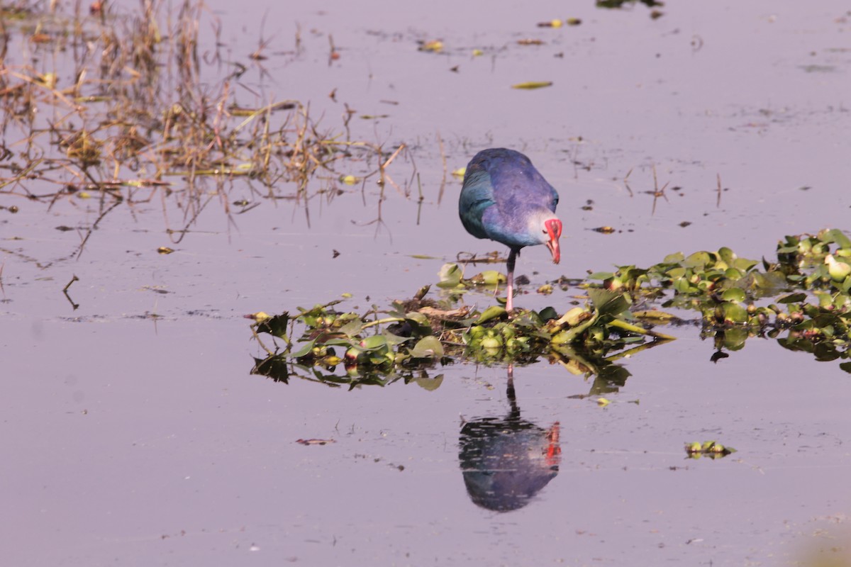 פורפיריה אפורת-ראש - ML647612751