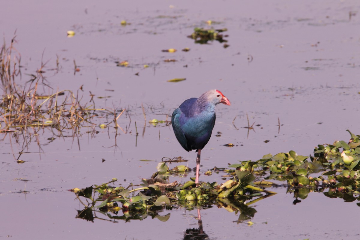 פורפיריה אפורת-ראש - ML647612752
