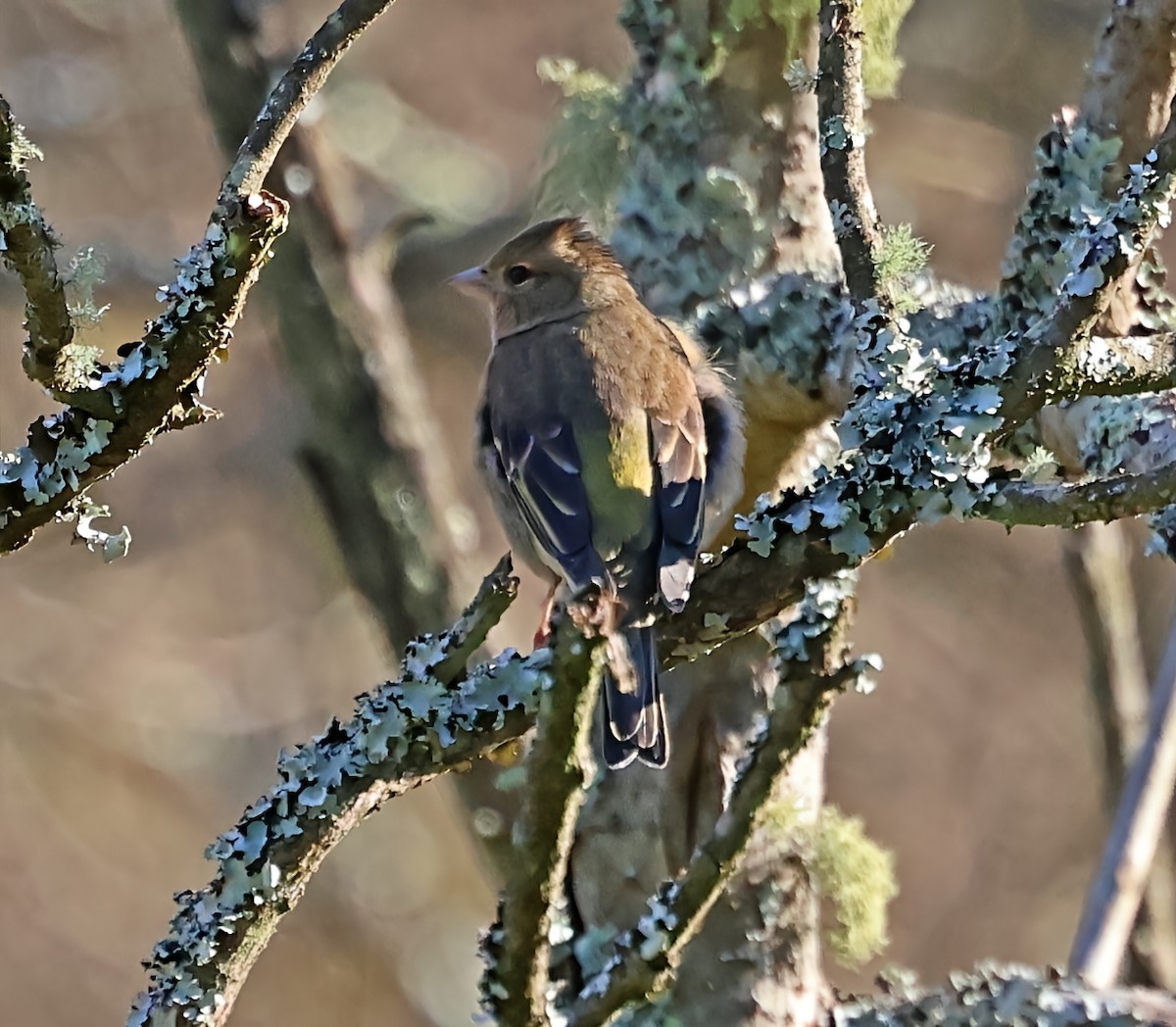 פרוש מצוי - ML647612753