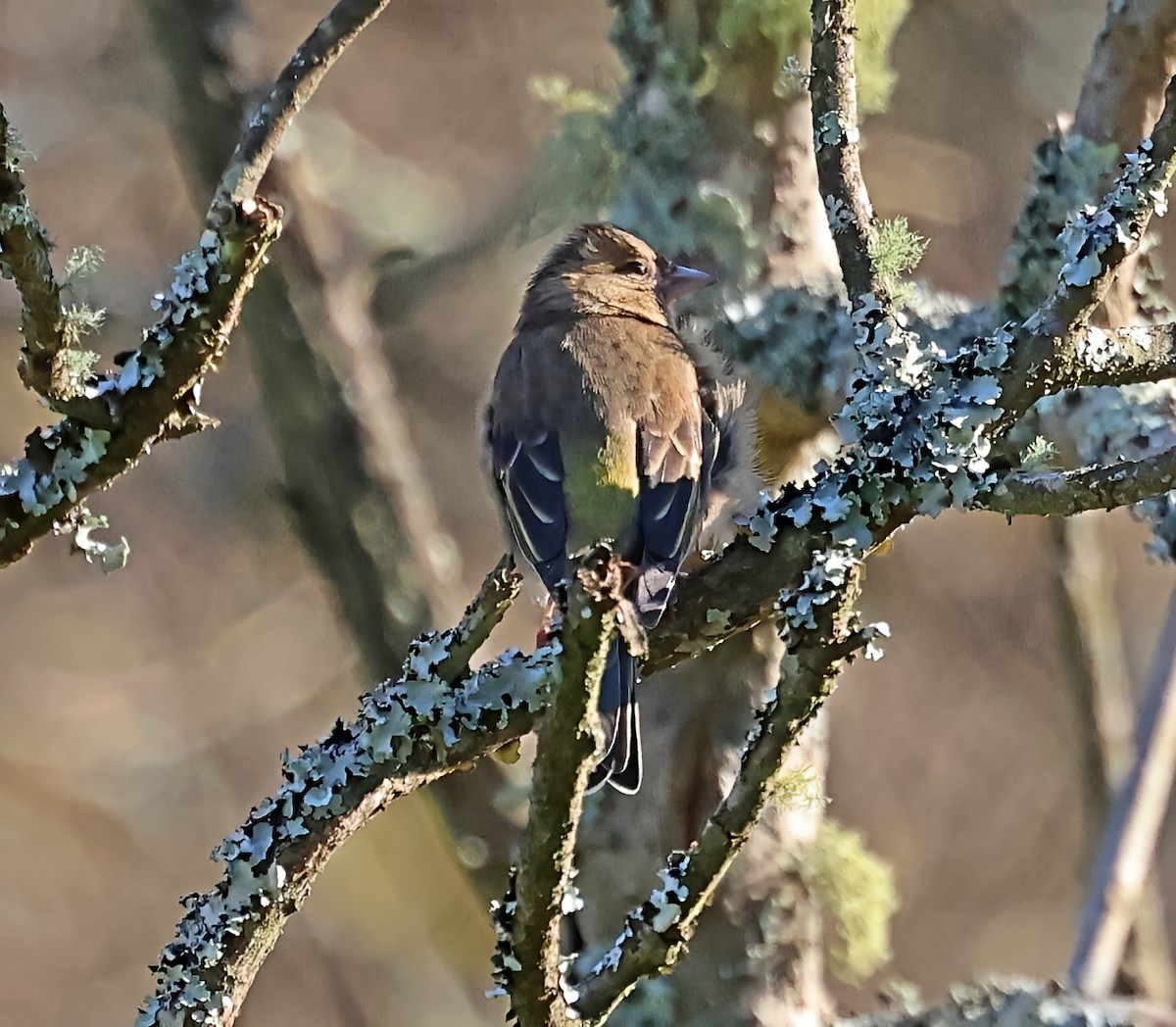 פרוש מצוי - ML647612754