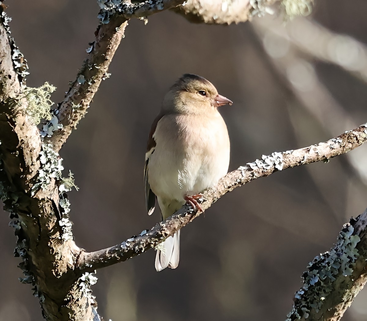 פרוש מצוי - ML647612755