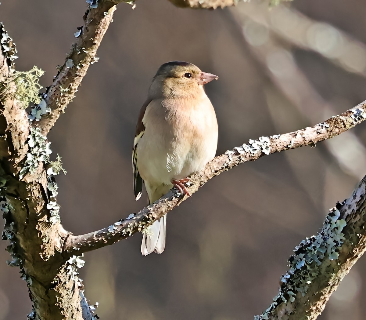 פרוש מצוי - ML647612756