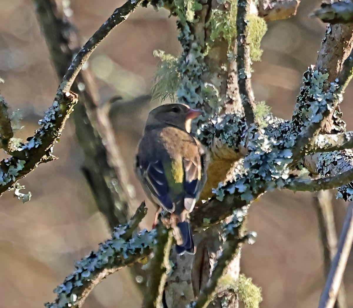 פרוש מצוי - ML647612757