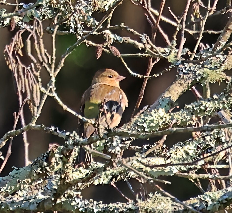 פרוש מצוי - ML647612758