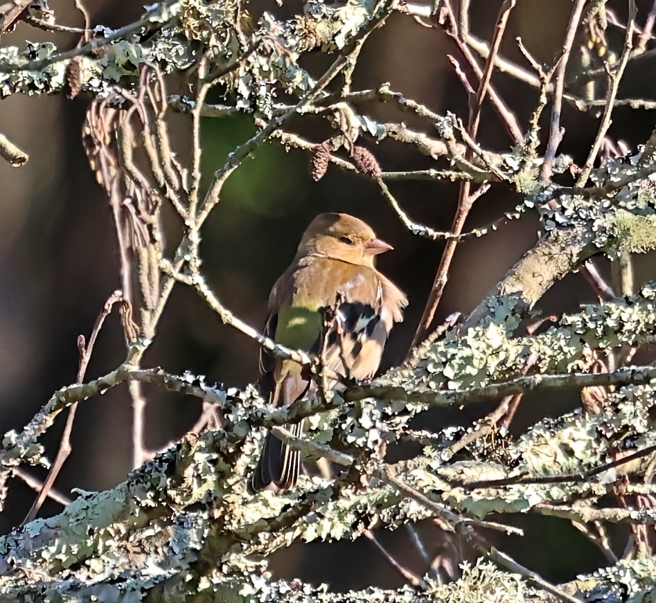 פרוש מצוי - ML647612759
