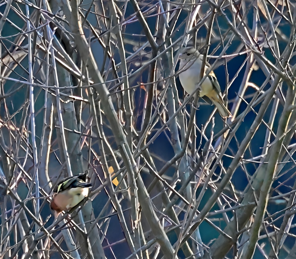 פרוש מצוי - ML647612760