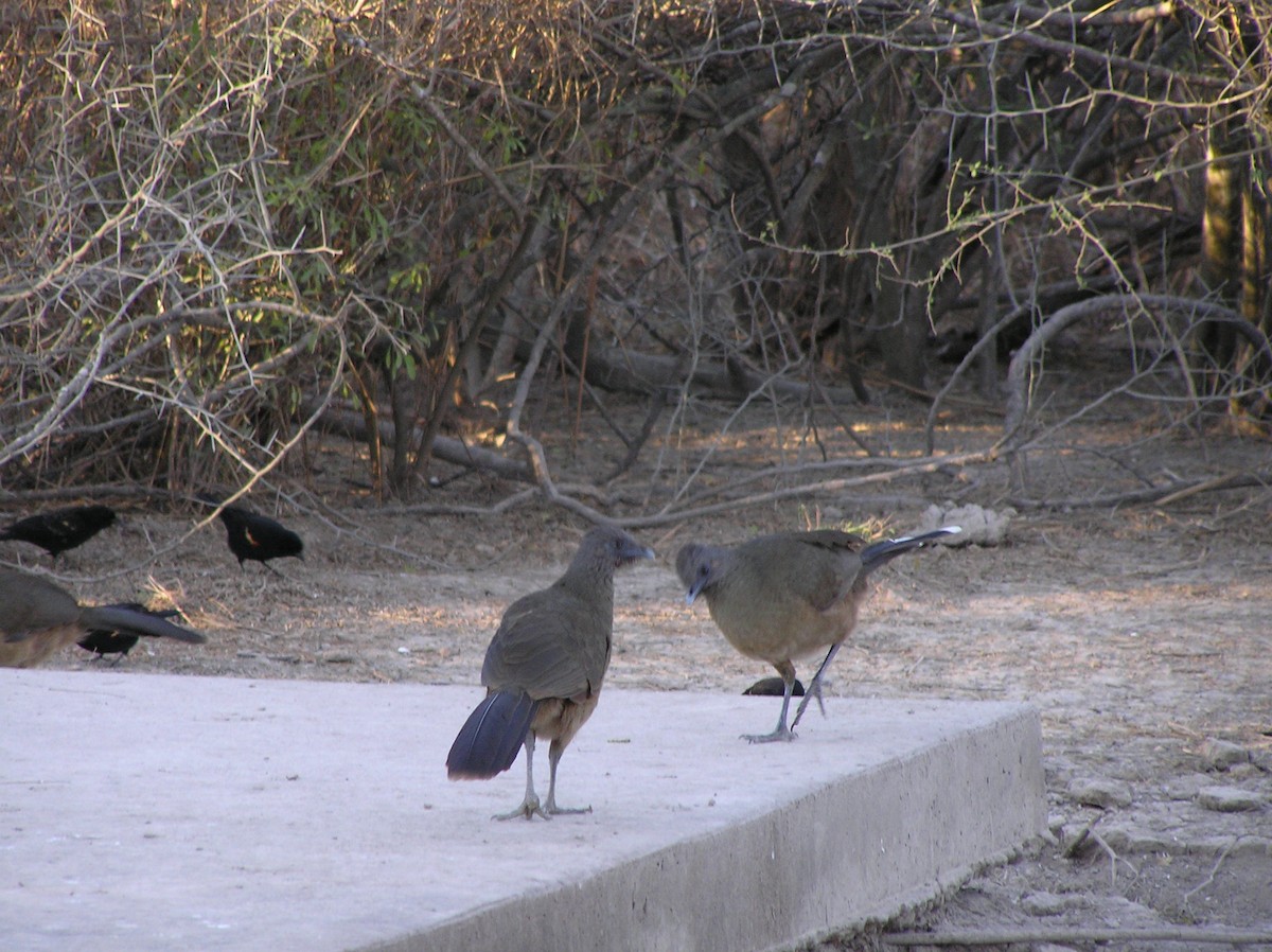 Plain Chachalaca - ML647612761