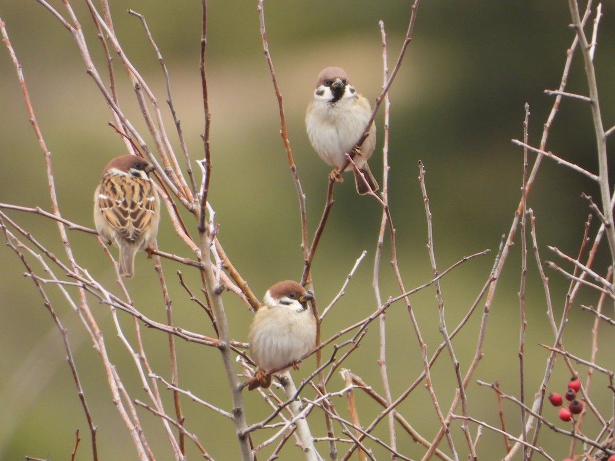 דרור הרים - ML647612762