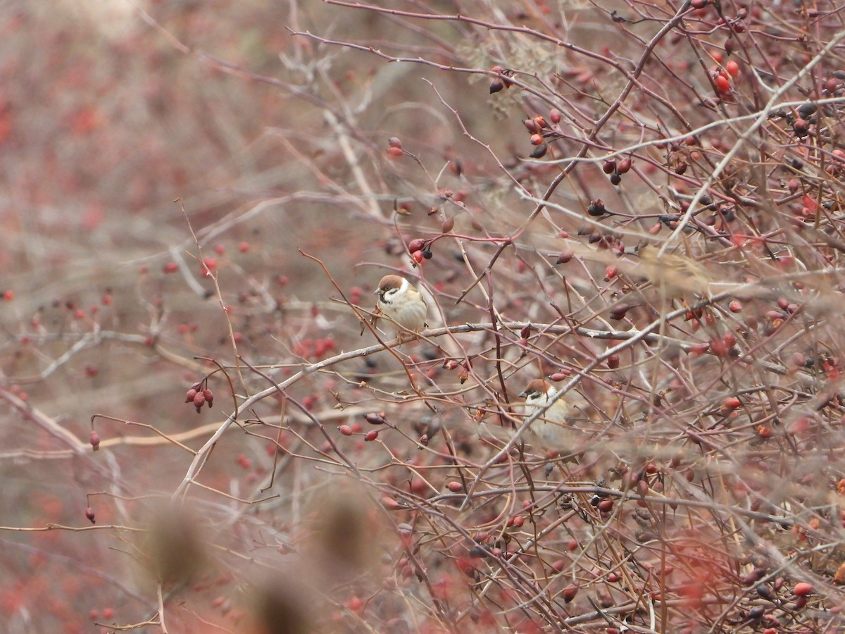 דרור הרים - ML647612763