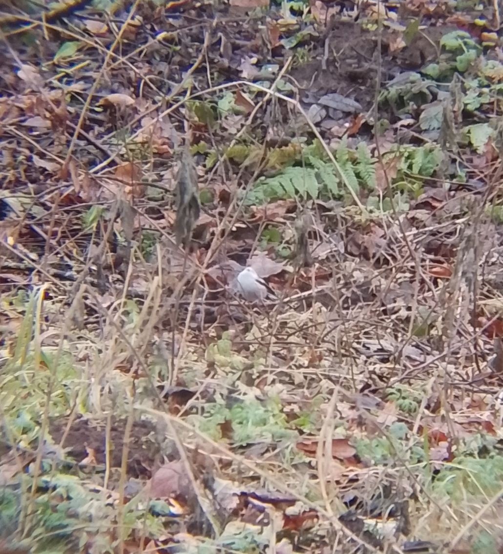 ירגזי זנבתן - ML647612764