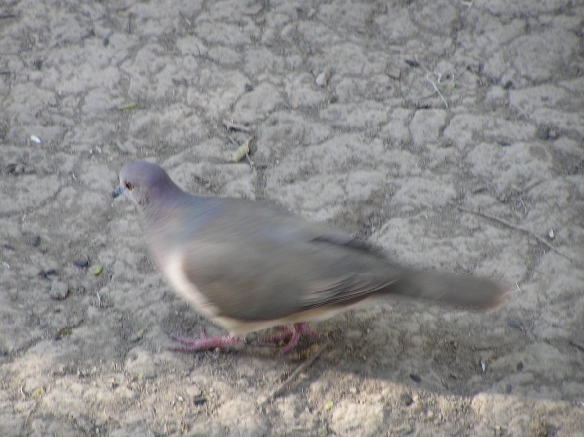 White-tipped Dove - ML647612766