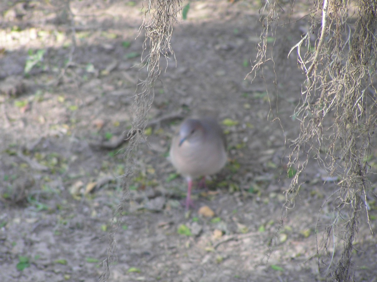 White-tipped Dove - ML647612767