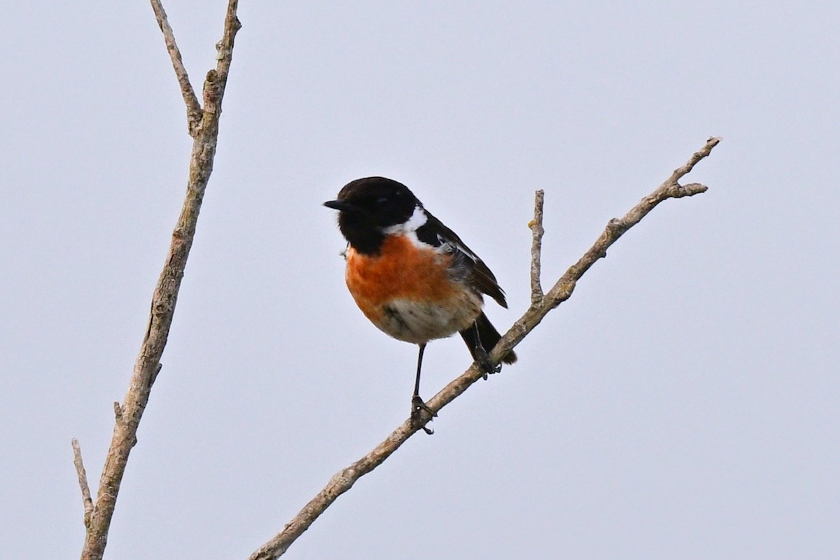 דוחל שחור-גרון - ML647612772