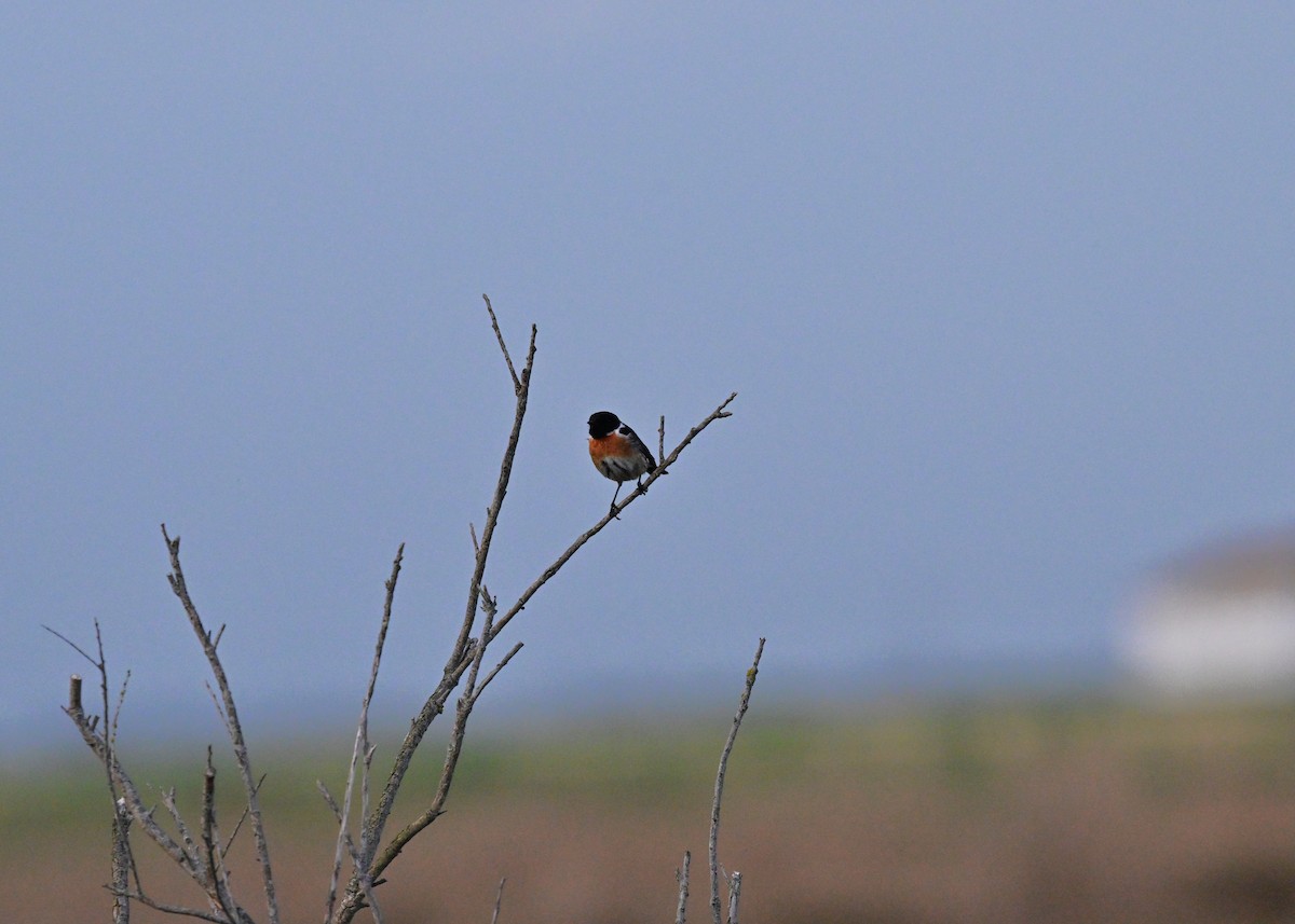דוחל שחור-גרון - ML647612773
