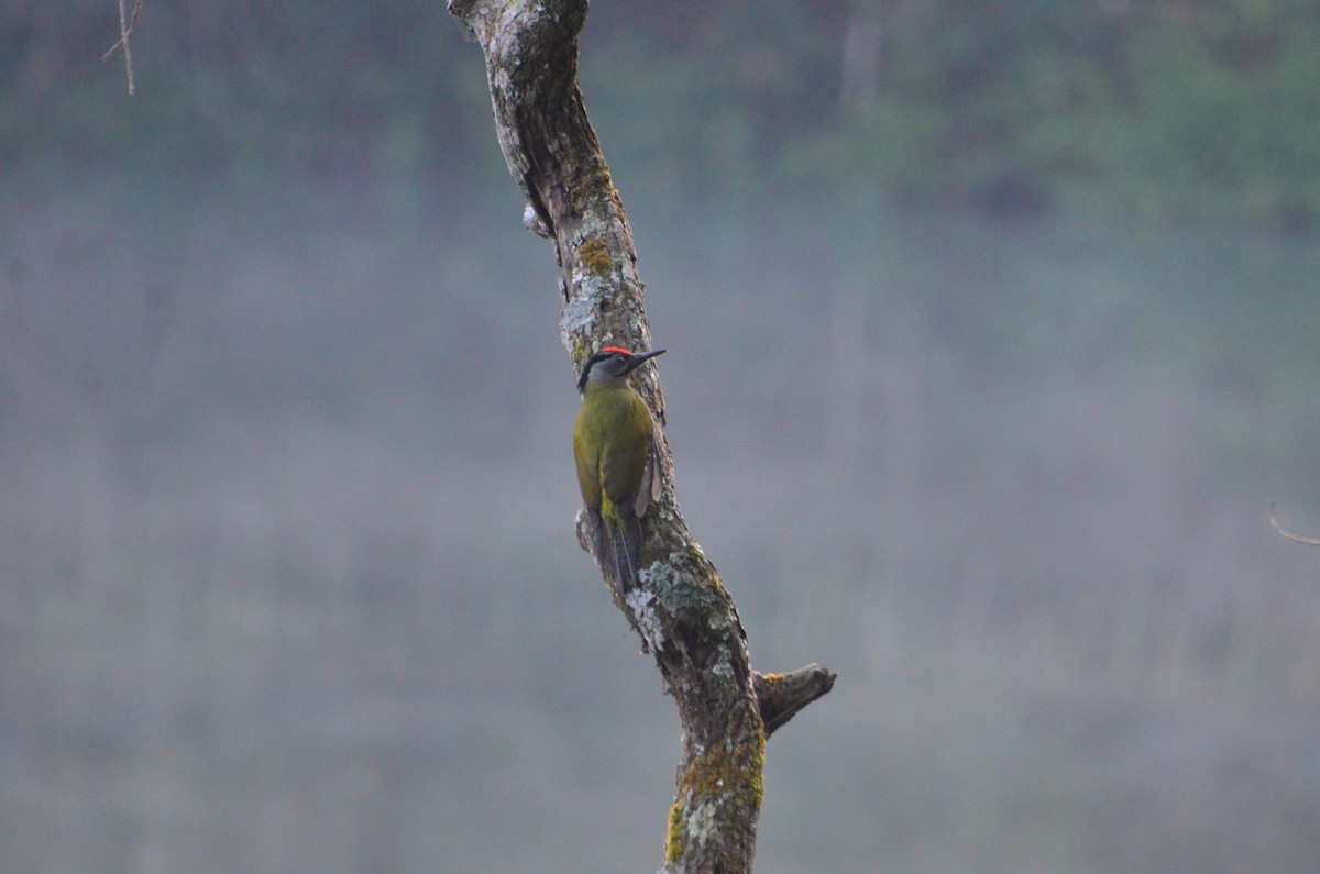 Pic cendré - ML647612775