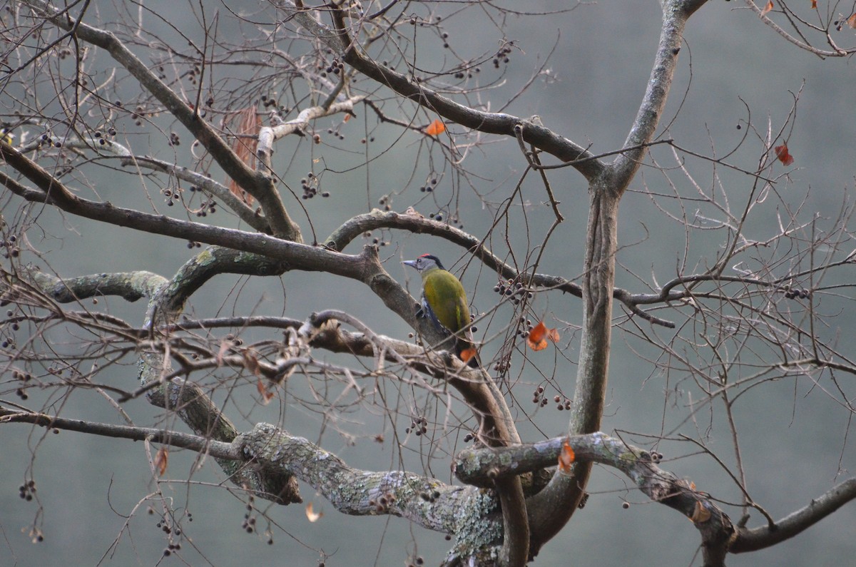 Pic cendré - ML647612776