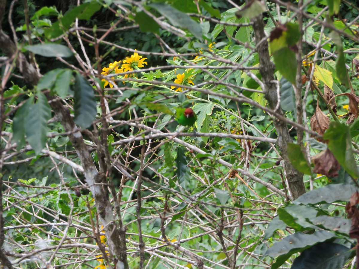 Bay-headed Tanager - ML647612802