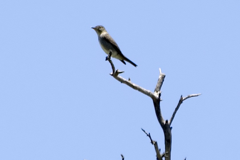 Olive-sided Flycatcher - ML647612813