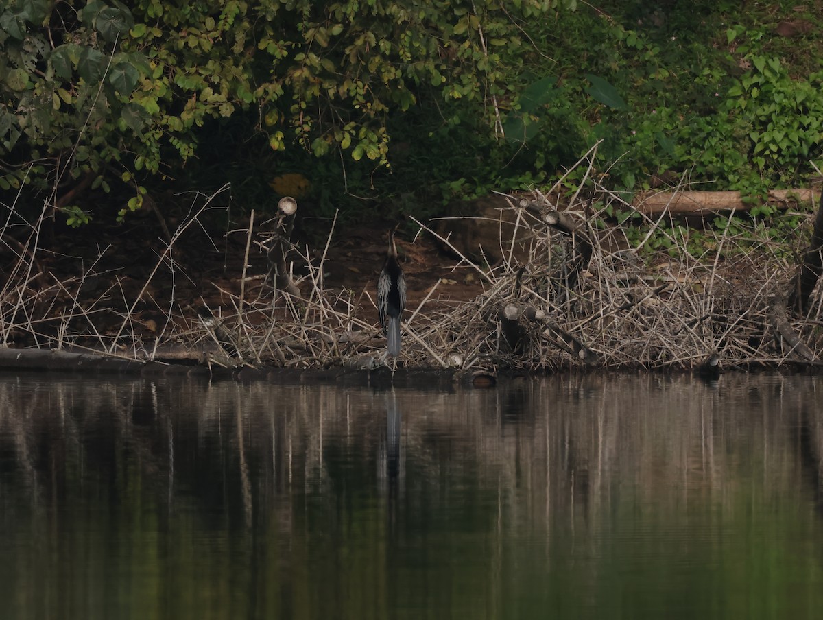 Oriental Darter - ML647612815