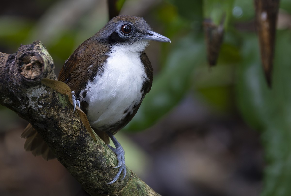 Bicolored Antbird - ML647612823