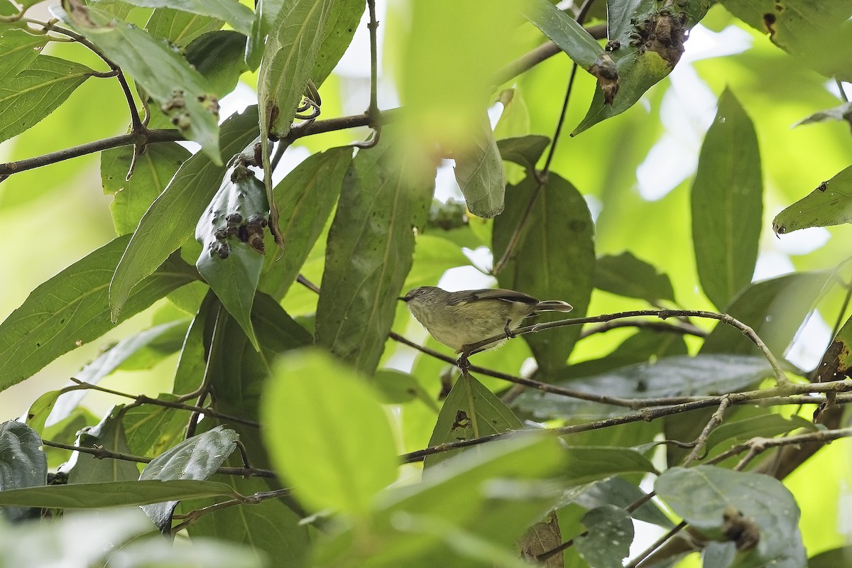 Mountain Thornbill - ML647612835