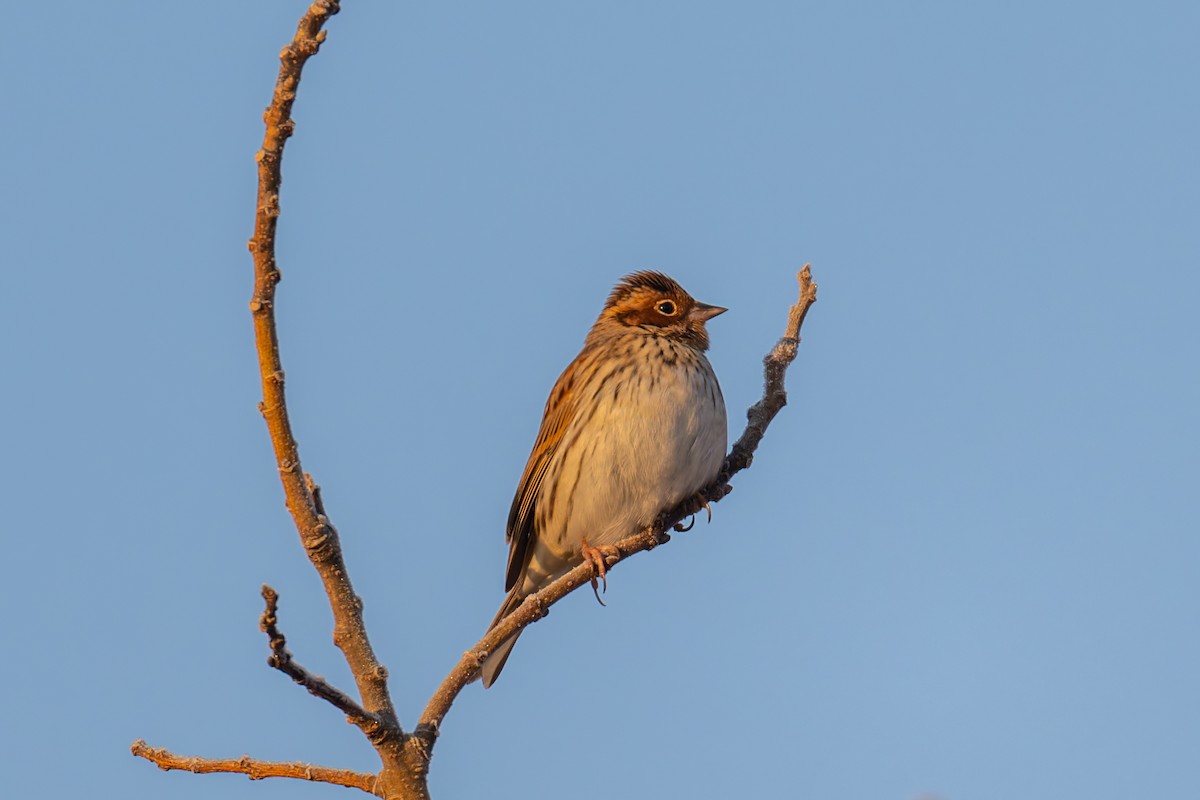 小鵐 - ML647612842