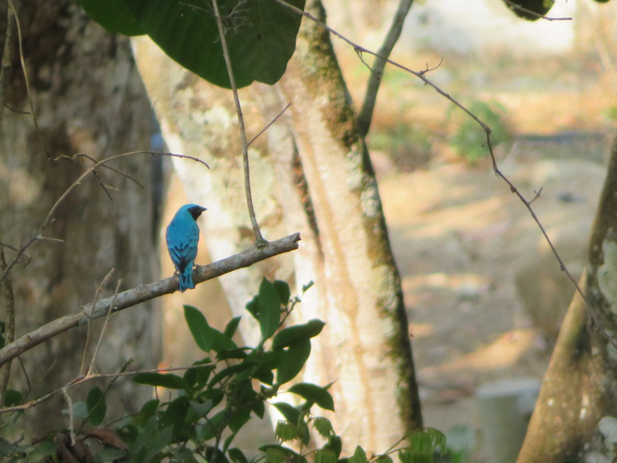 Swallow Tanager - ML647612843