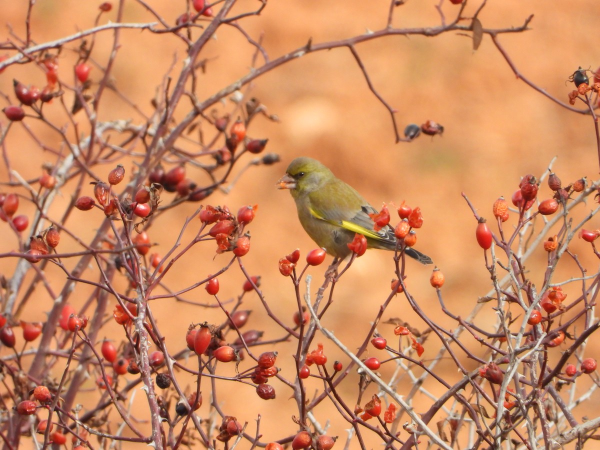 European Greenfinch - ML647612847