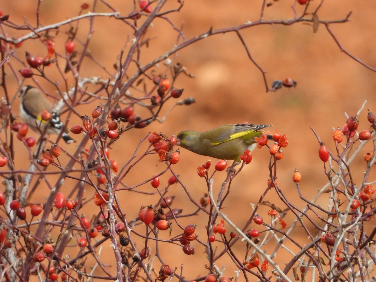 European Greenfinch - ML647612848