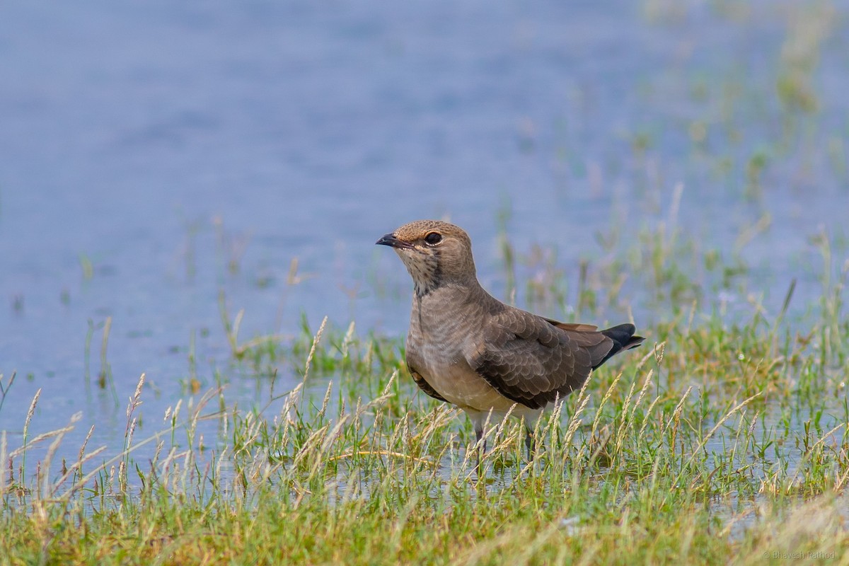 燕鴴 - ML647612849