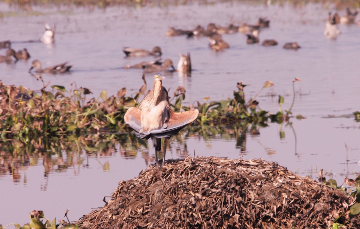 紫鷺 - ML647612850