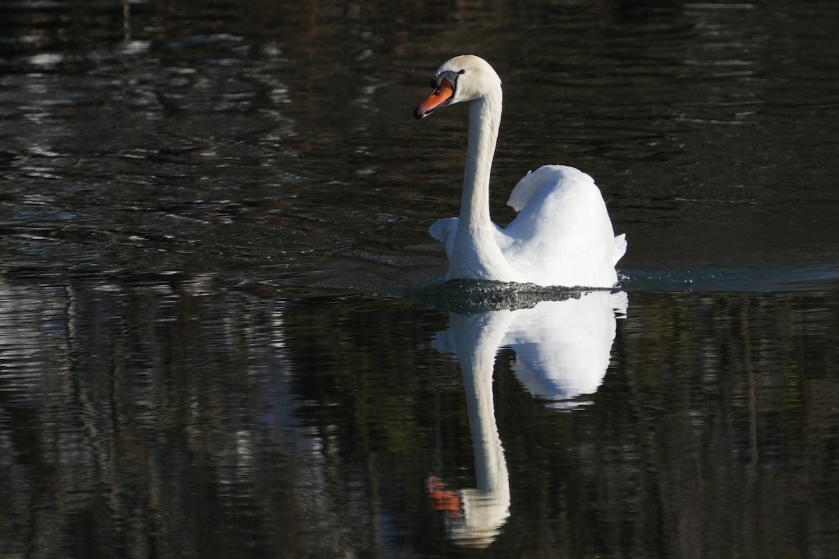 疣鼻天鵝 - ML647612853