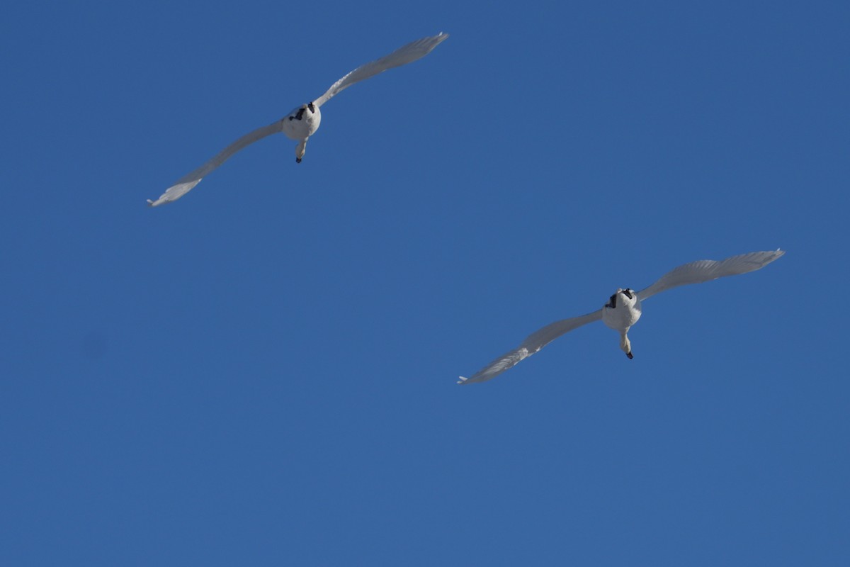 疣鼻天鵝 - ML647612854