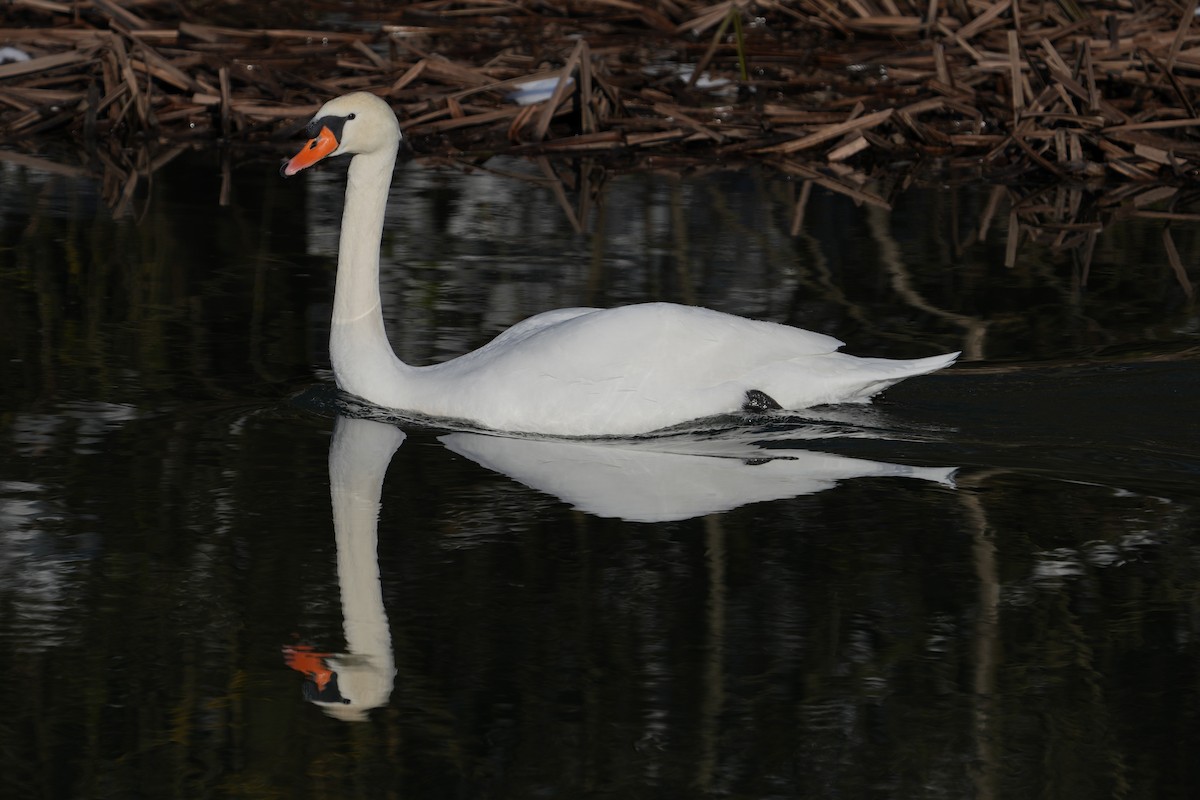 疣鼻天鵝 - ML647612855