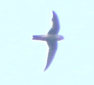 Indian Swiftlet - ML647612856