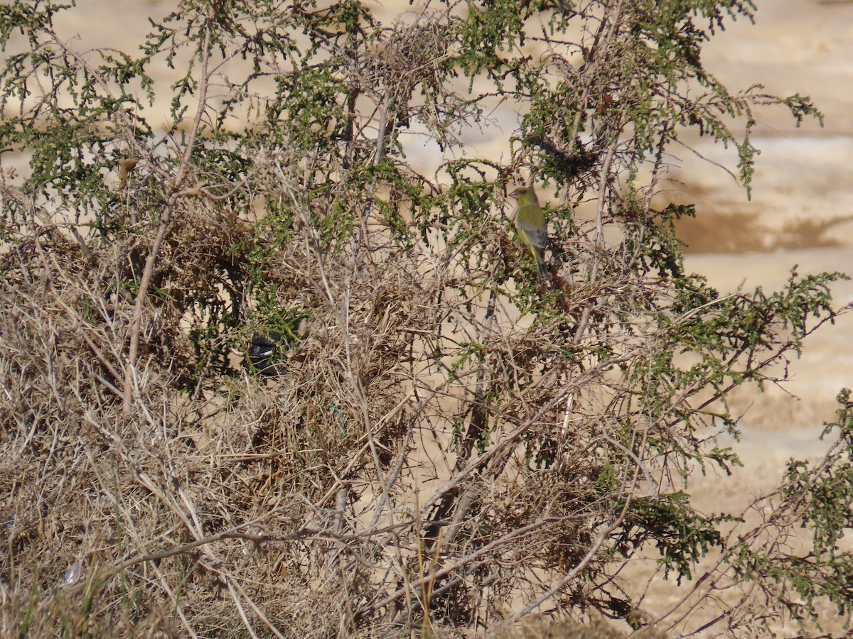 European Greenfinch - ML647612857