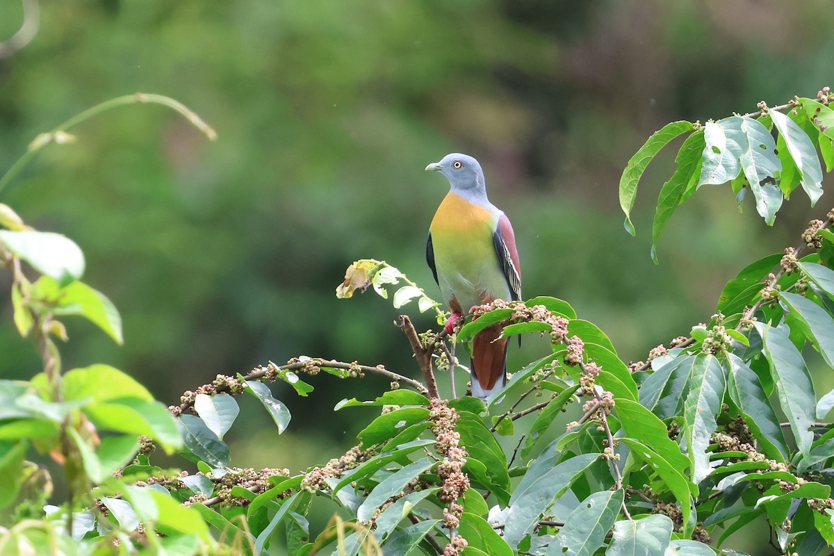Little Green-Pigeon - ML647612858